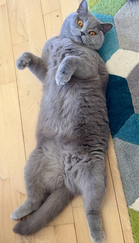 British Shorthair, hunkat, 2 år