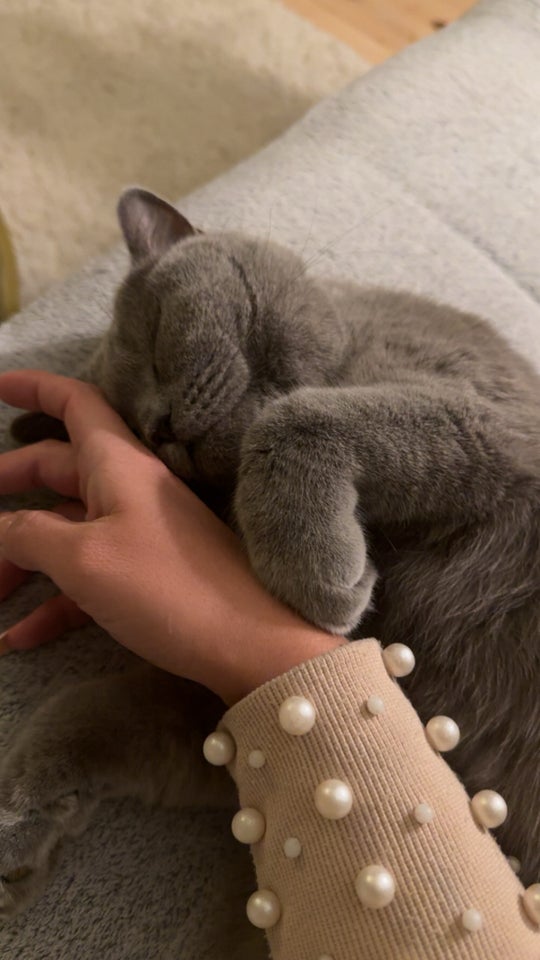 British Shorthair, hunkat, 2 år