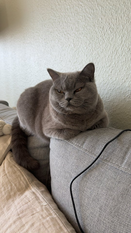 British Shorthair, hunkat, 2 år