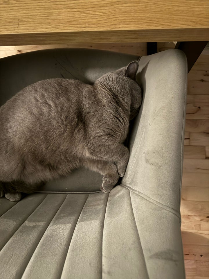 British Shorthair, hunkat, 2 år