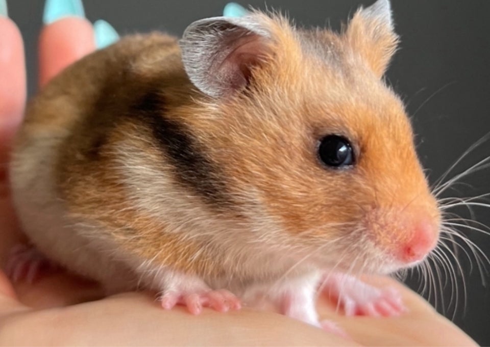 Hamster, Guldhamster, 0 år