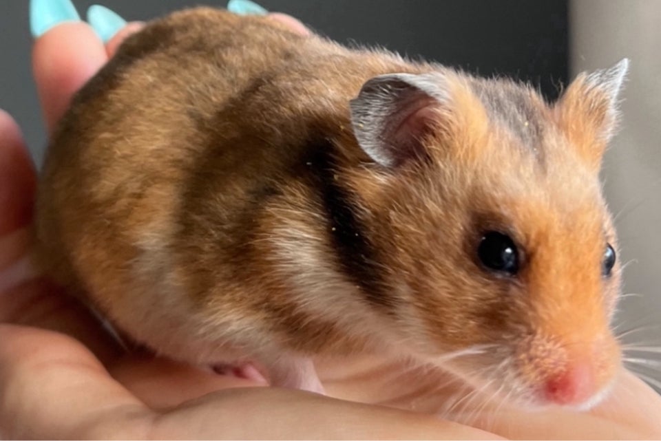 Hamster, Guldhamster, 0 år