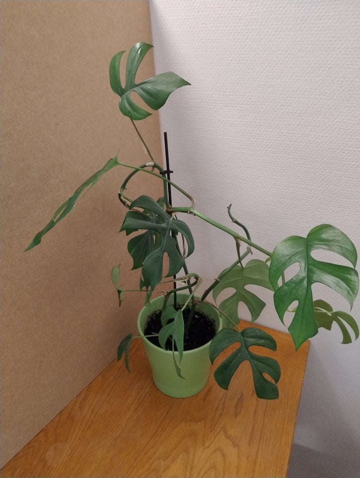 Fingerphilodendron Mini