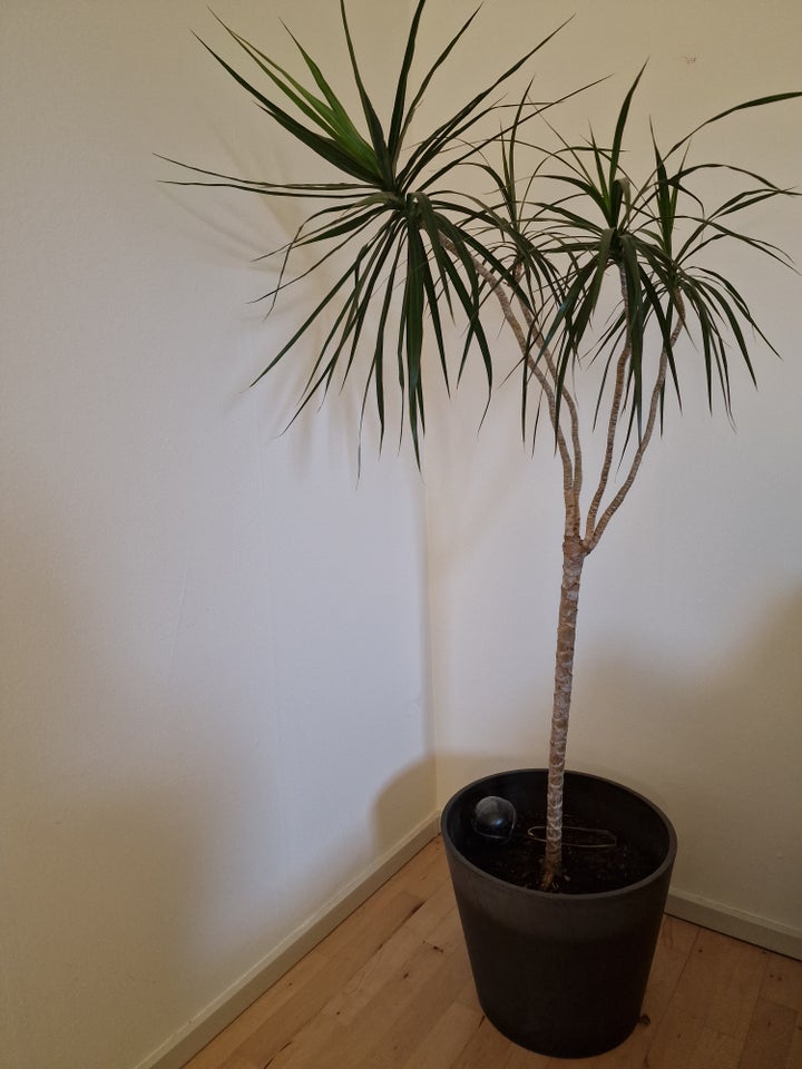 Palme 160 cm m potte, Palme