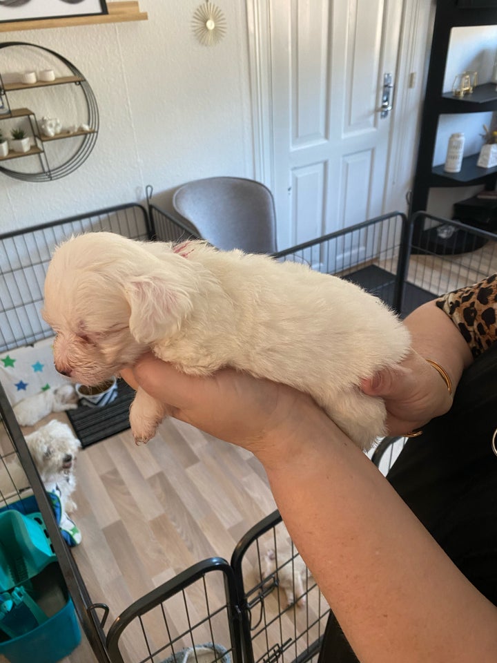 Maltipoo hvalpe 7 mdr