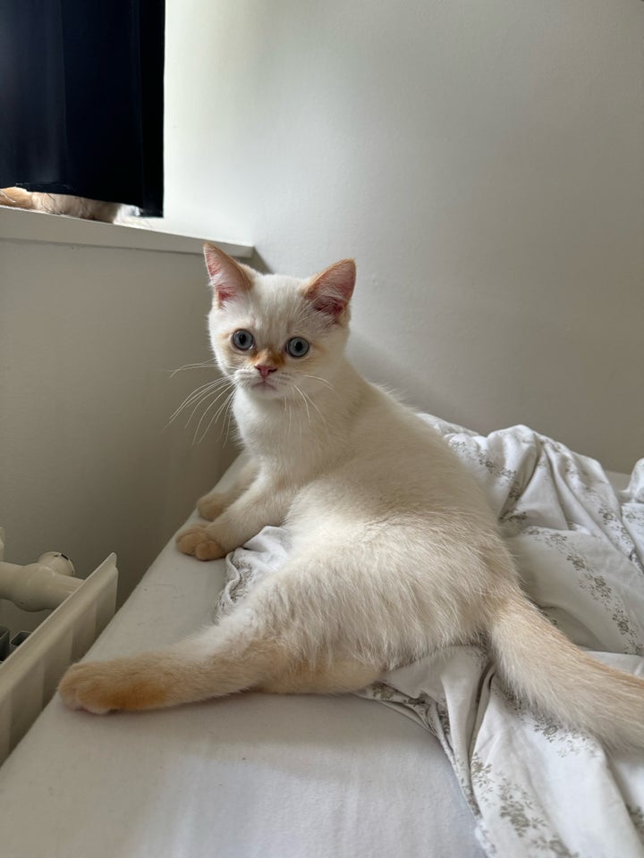 Hankat Blanding exotic shorthair