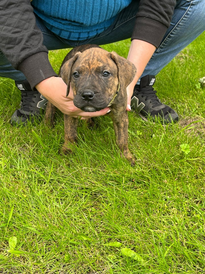 Dogo canario hvalpe 8 uger