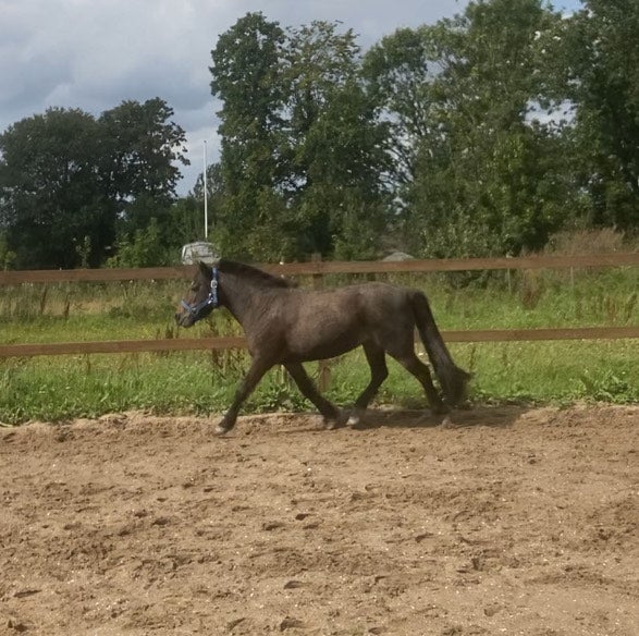 Blanding, hoppe, 20 år