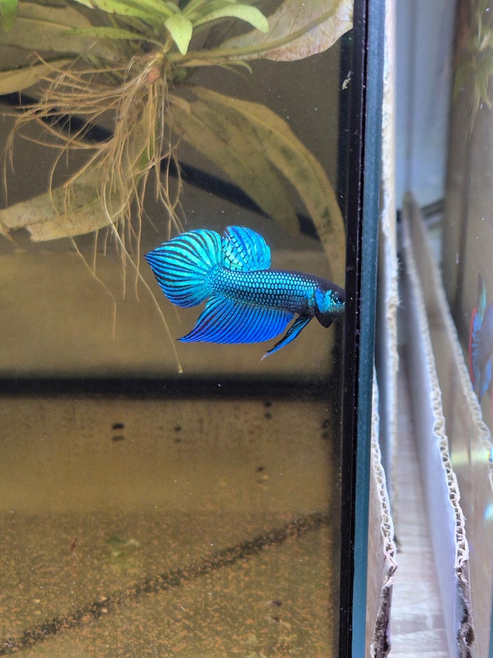 Betta Mahachaiensis, 1 stk.