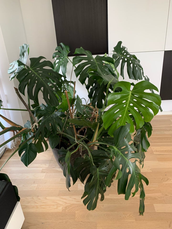 Stueplante  Monstera