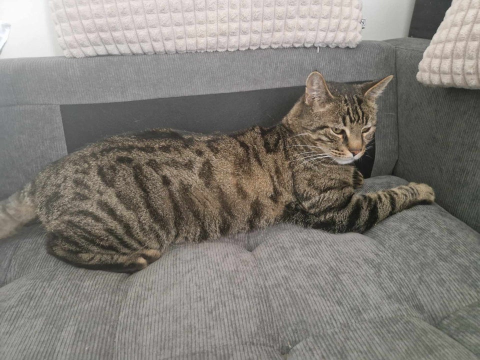 Hankat, Halvt Bengal, 9 år