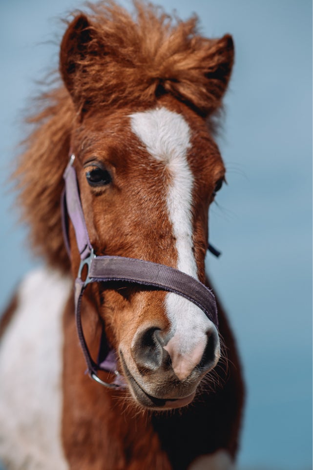 Shetlandspony hoppe 2 år