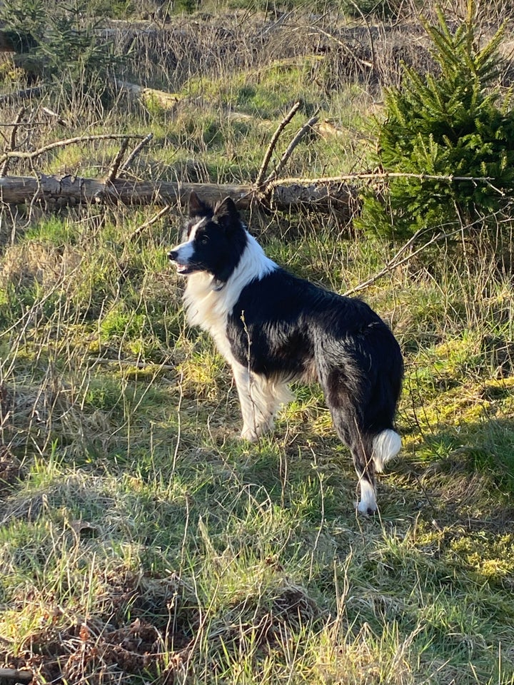 Border collie hanhund 2 år