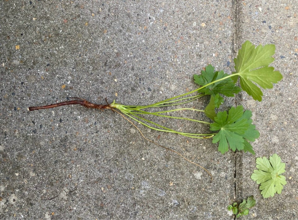 Staude, Storkenæb biolovo