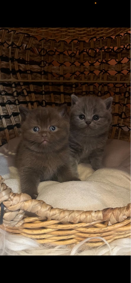 British Shorthair flere