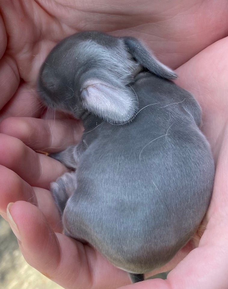 Kanin FRANSK VÆDDER HAN BLÅ OTTER