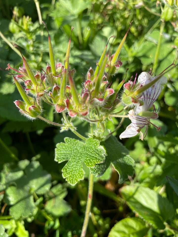 Geranium Renardii - Storkenæb