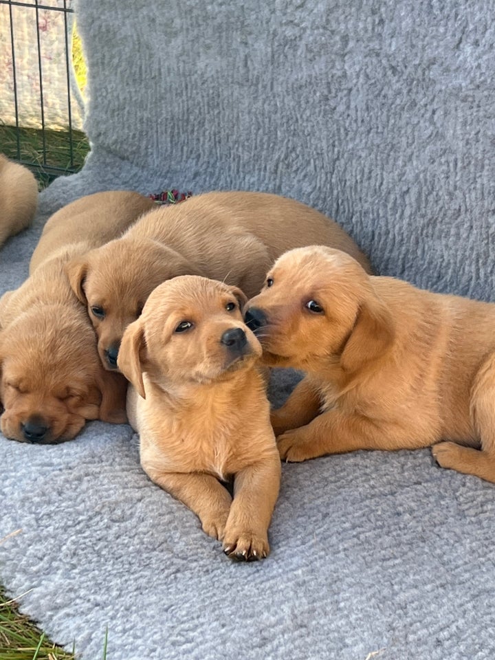 Labrador F1 Red Fox