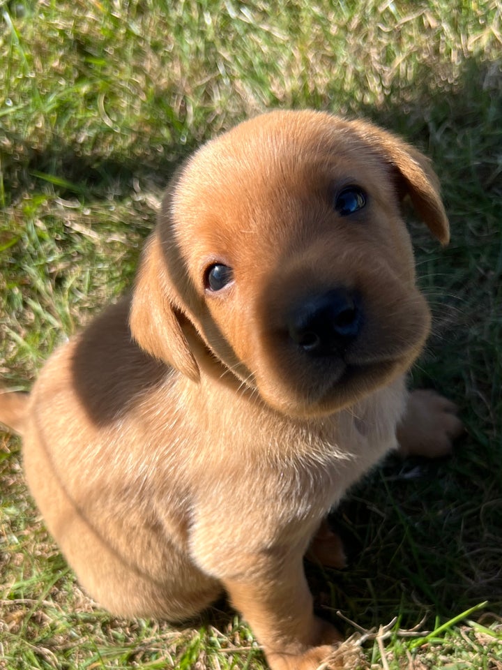 Labrador F1 Red Fox