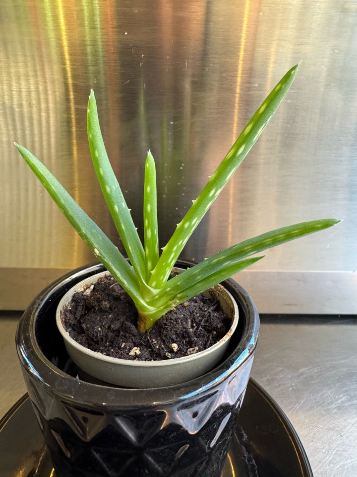 Andet, Plante, Aloe Vera