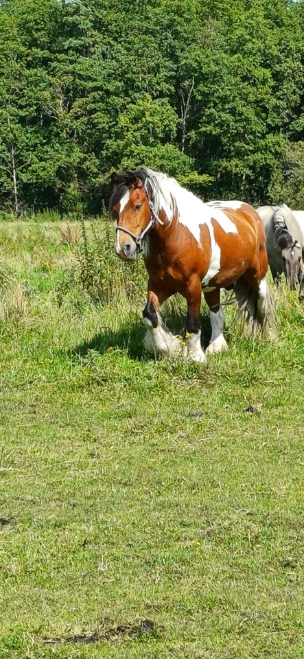 Irish Cob, vallak, 10 år