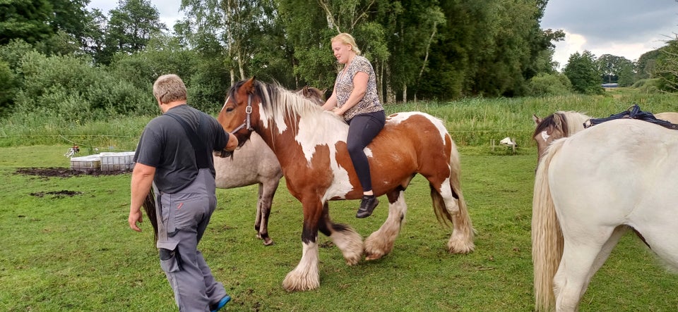 Irish Cob, vallak, 10 år