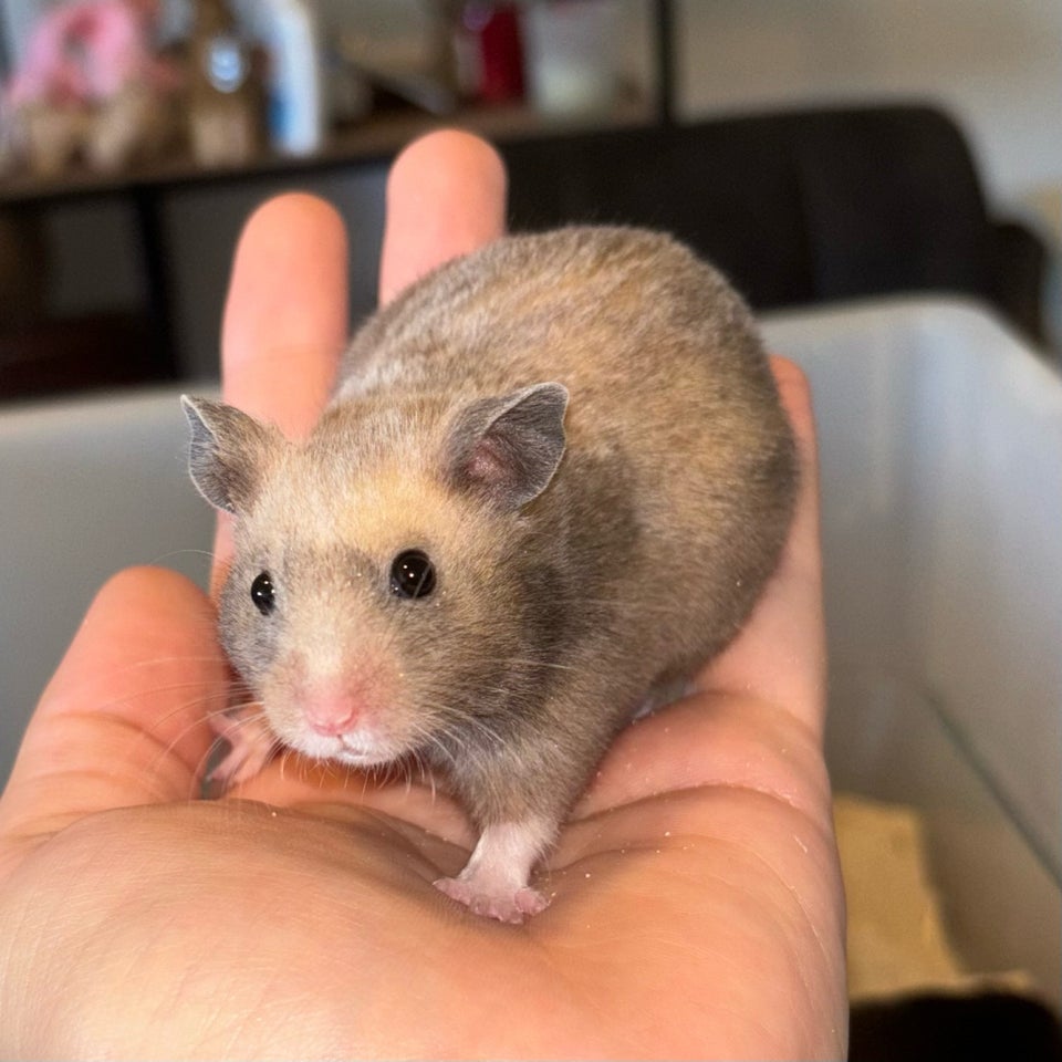 Hamster Guldhamster 0 år