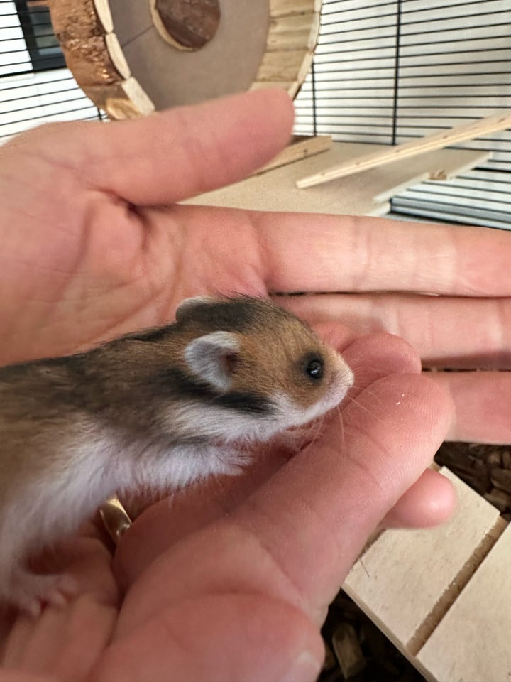 Hamster, Guldhamster, 0 år