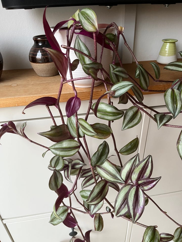 Tradescantia