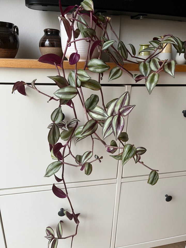 Tradescantia