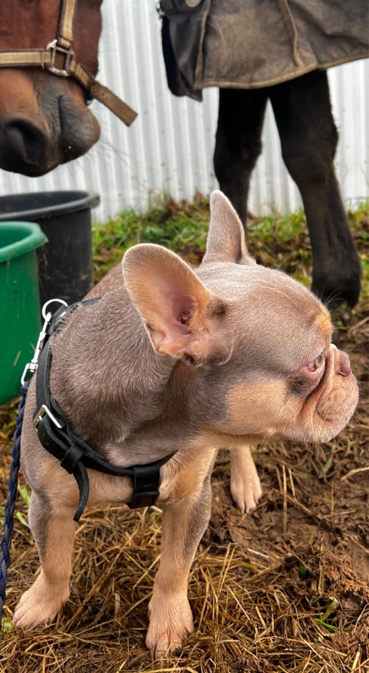 Fransk Bulldog hund 2 år