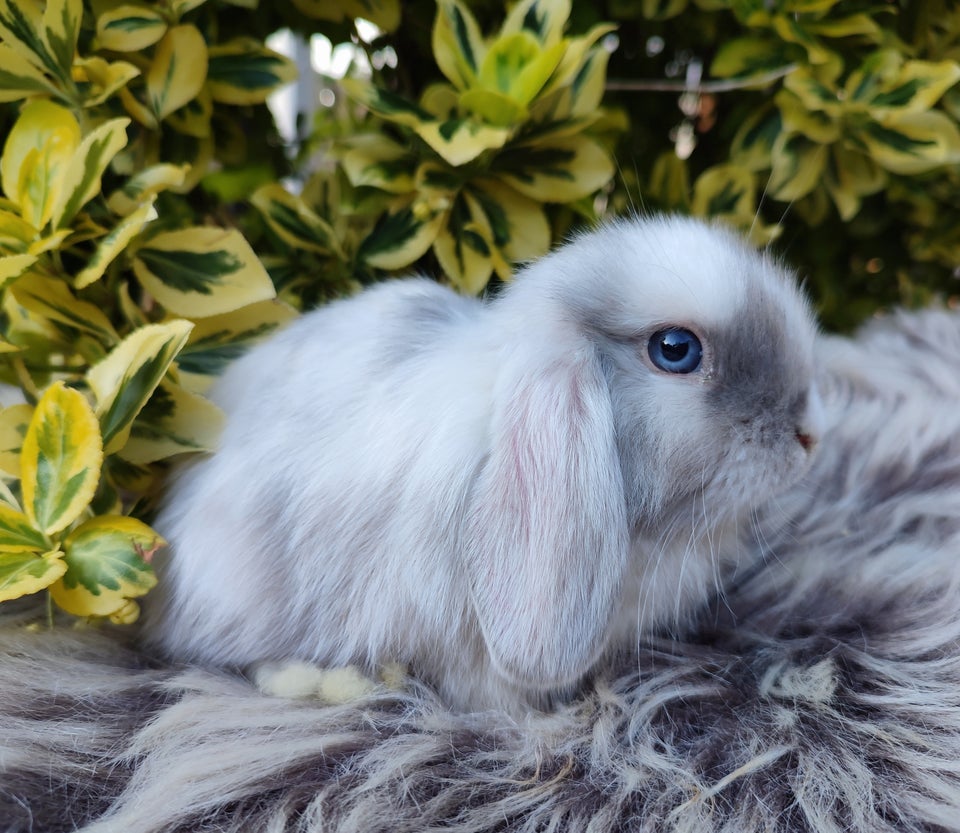 Kanin Minilop mini lop 0 år