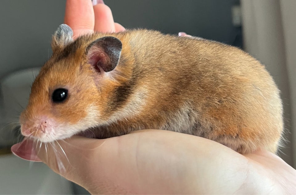 Hamster, Guldhamster, 0 år