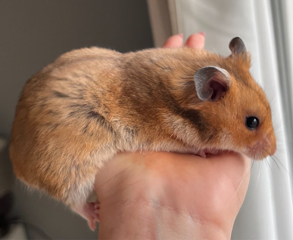 Hamster, Guldhamster, 0 år