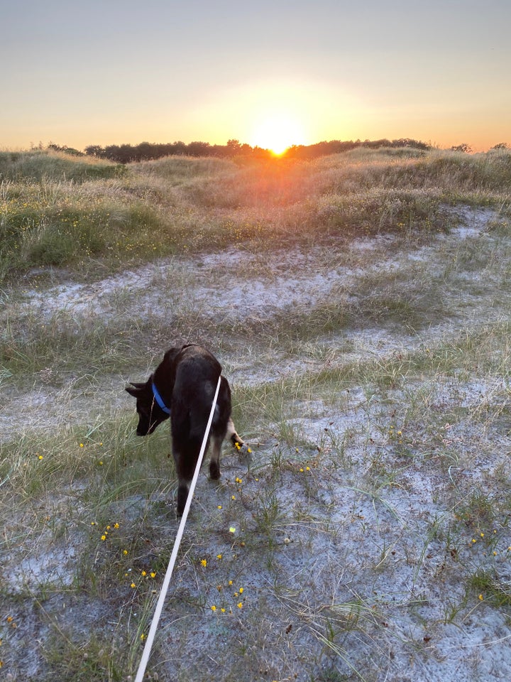 Schæferblanding, hund, 12 mdr.