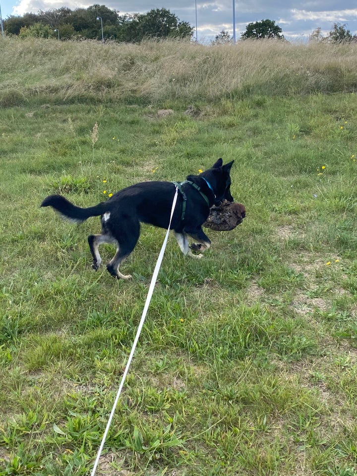 Schæferblanding, hund, 12 mdr.