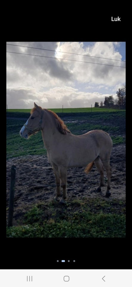 Blanding, vallak, 2 år