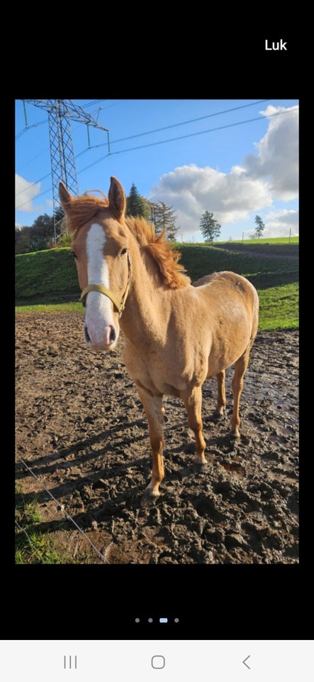 Blanding, vallak, 2 år