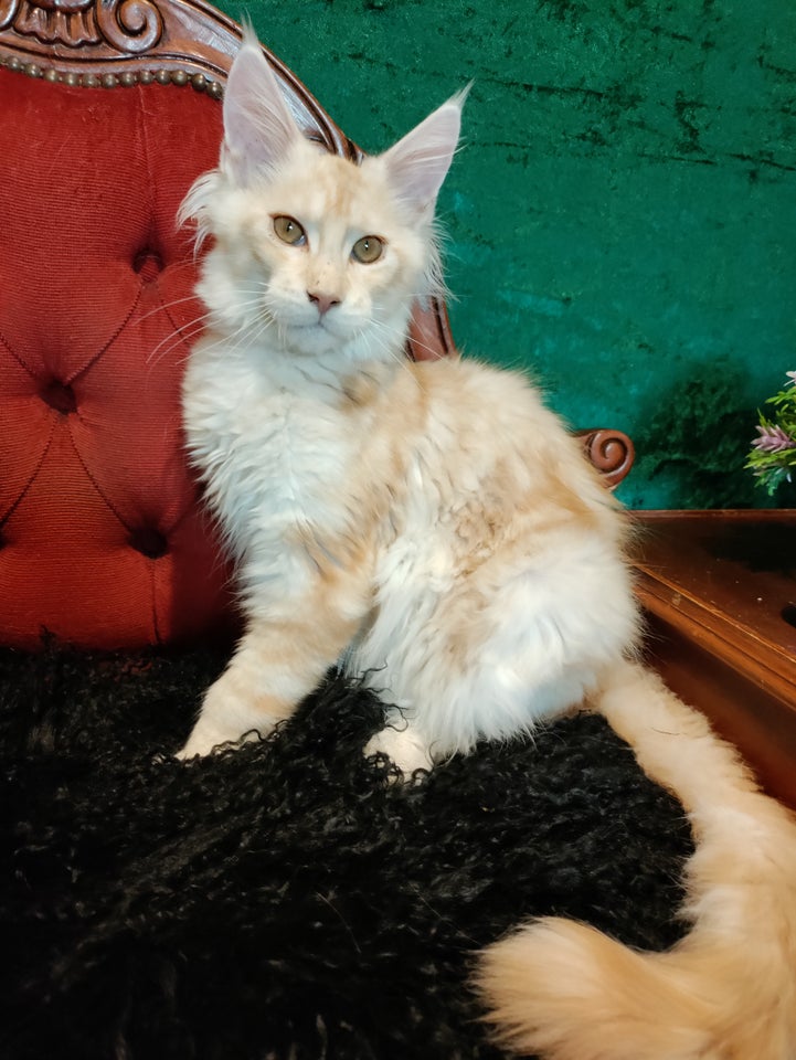 Maine Coon, hankilling, 4 mdr.