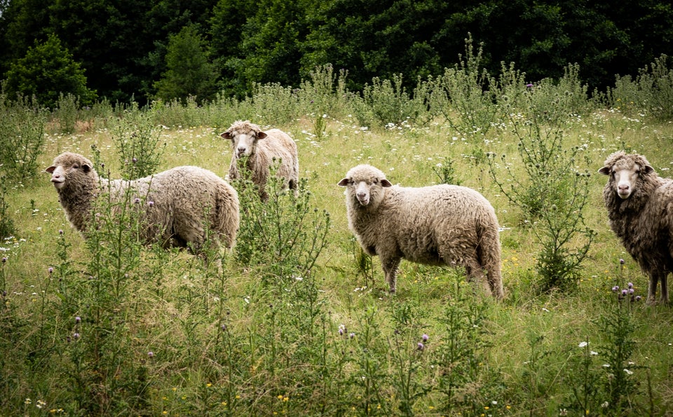 Får Merino/Wensleydale 4 stk