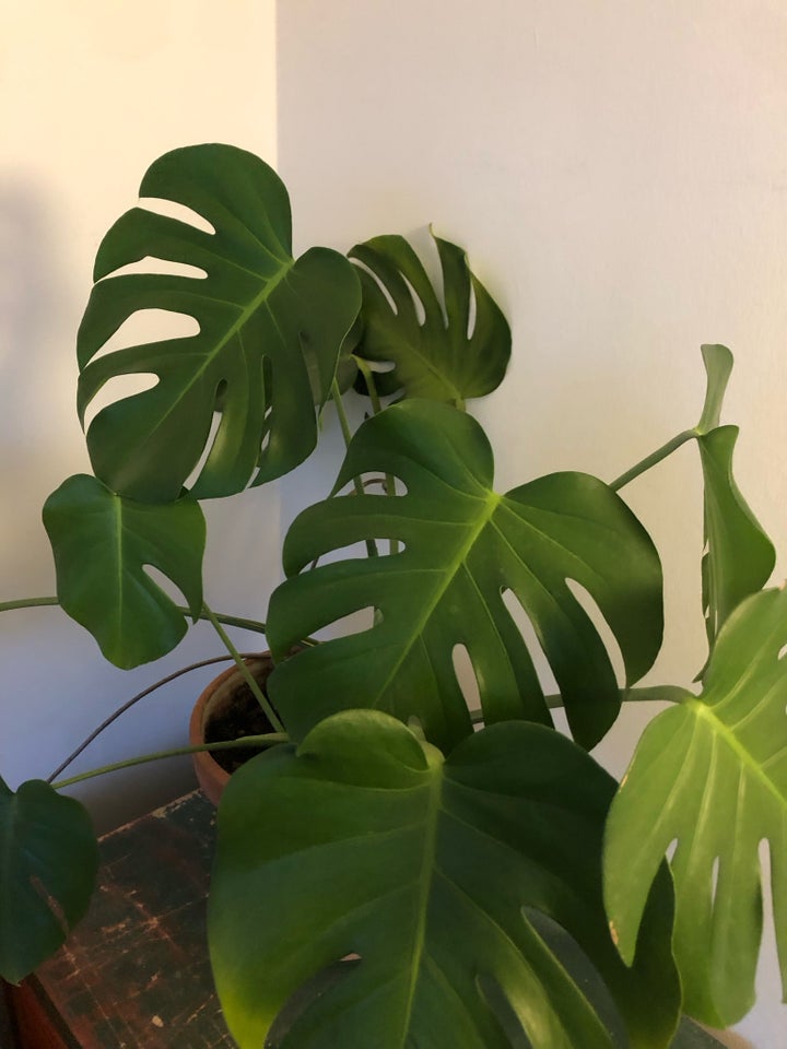 Monstera