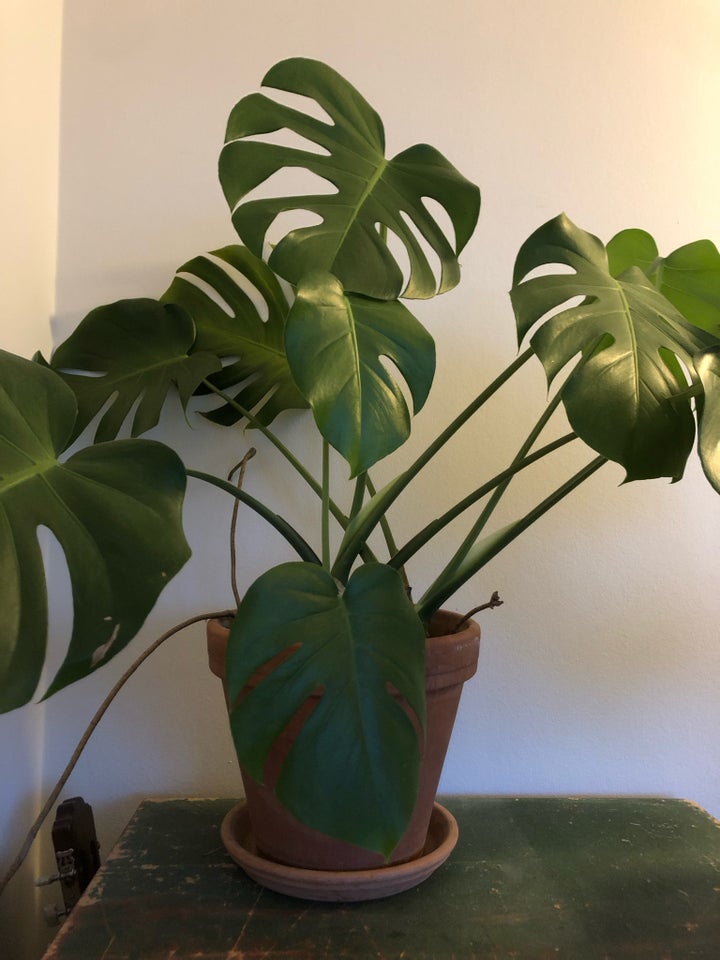 Monstera