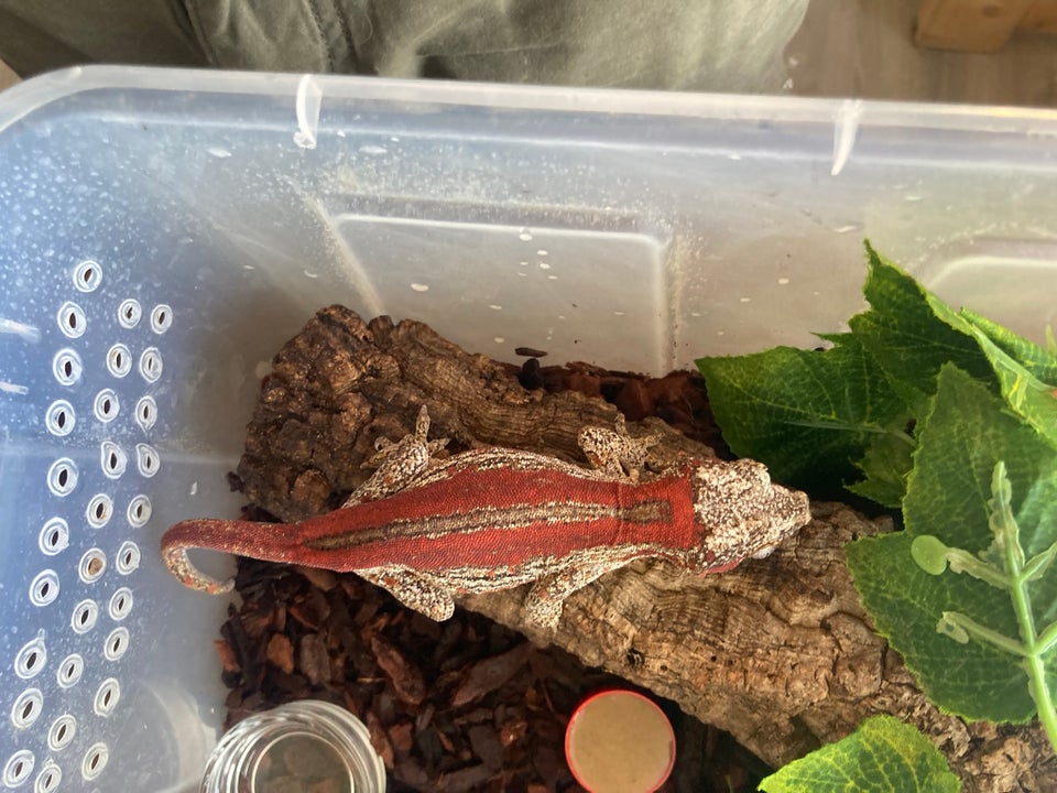 Gekko Rhacodactylus auriculatus