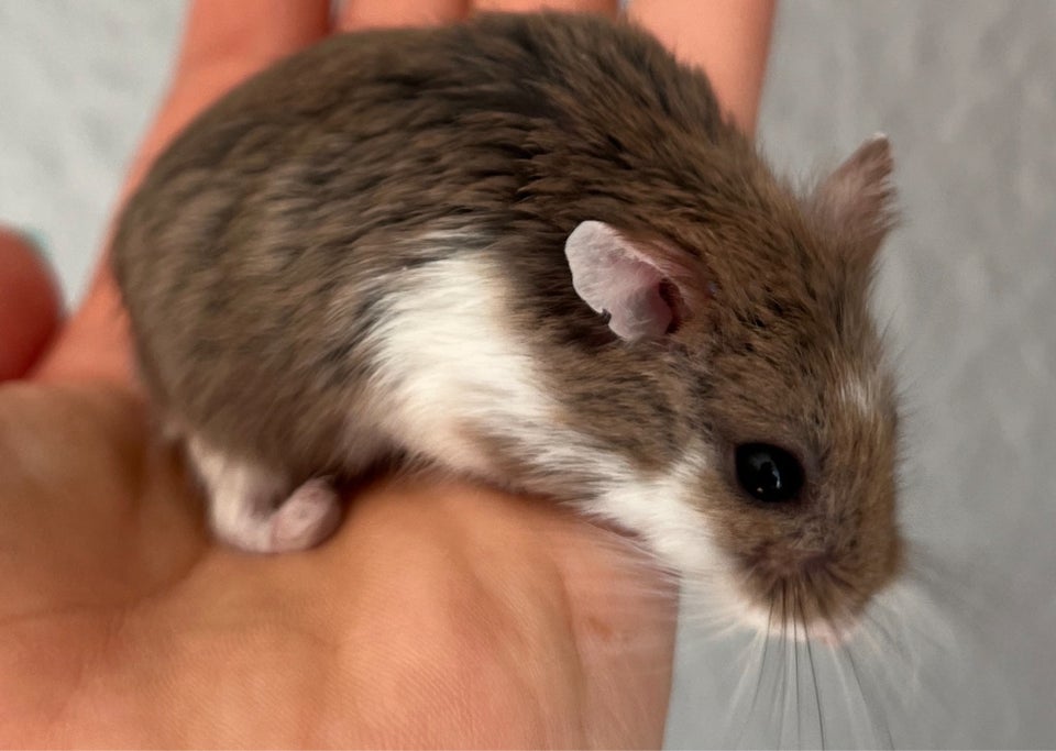 Hamster, Roborovski