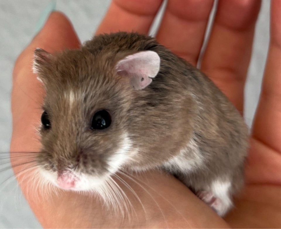 Hamster, Roborovski