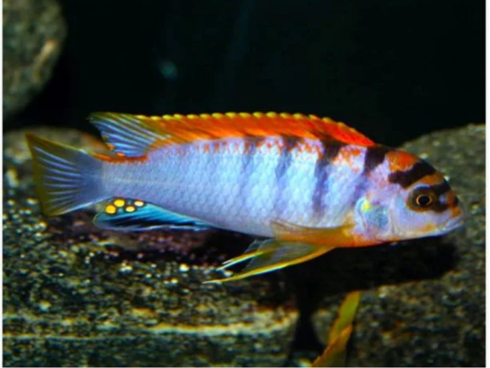 Labidochromis sp hongi cichlider