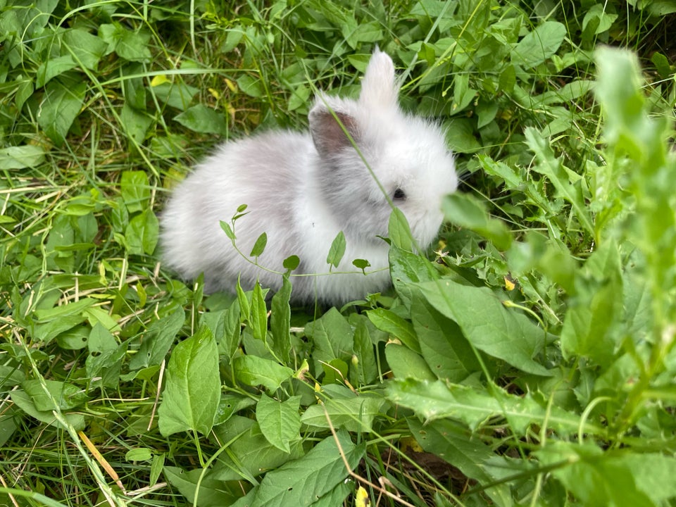 Kanin Dværg teddy 0 år