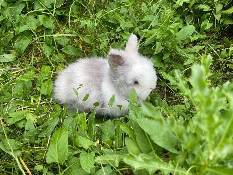 Kanin Dværg teddy 0 år