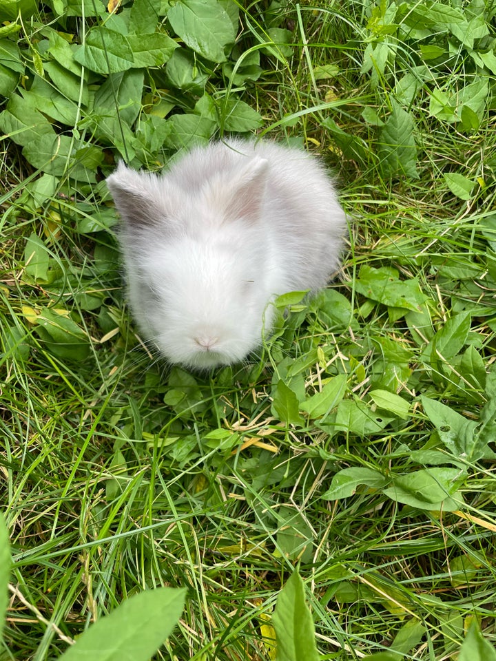 Kanin Dværg teddy 0 år