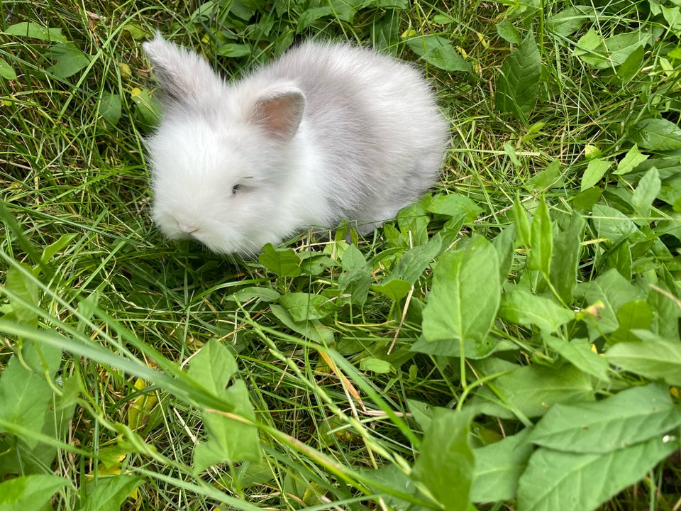 Kanin Dværg teddy 0 år